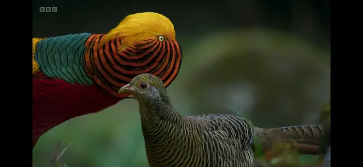 Golden pheasant (Chrysolophus pictus) as shown in Planet Earth III - Forests